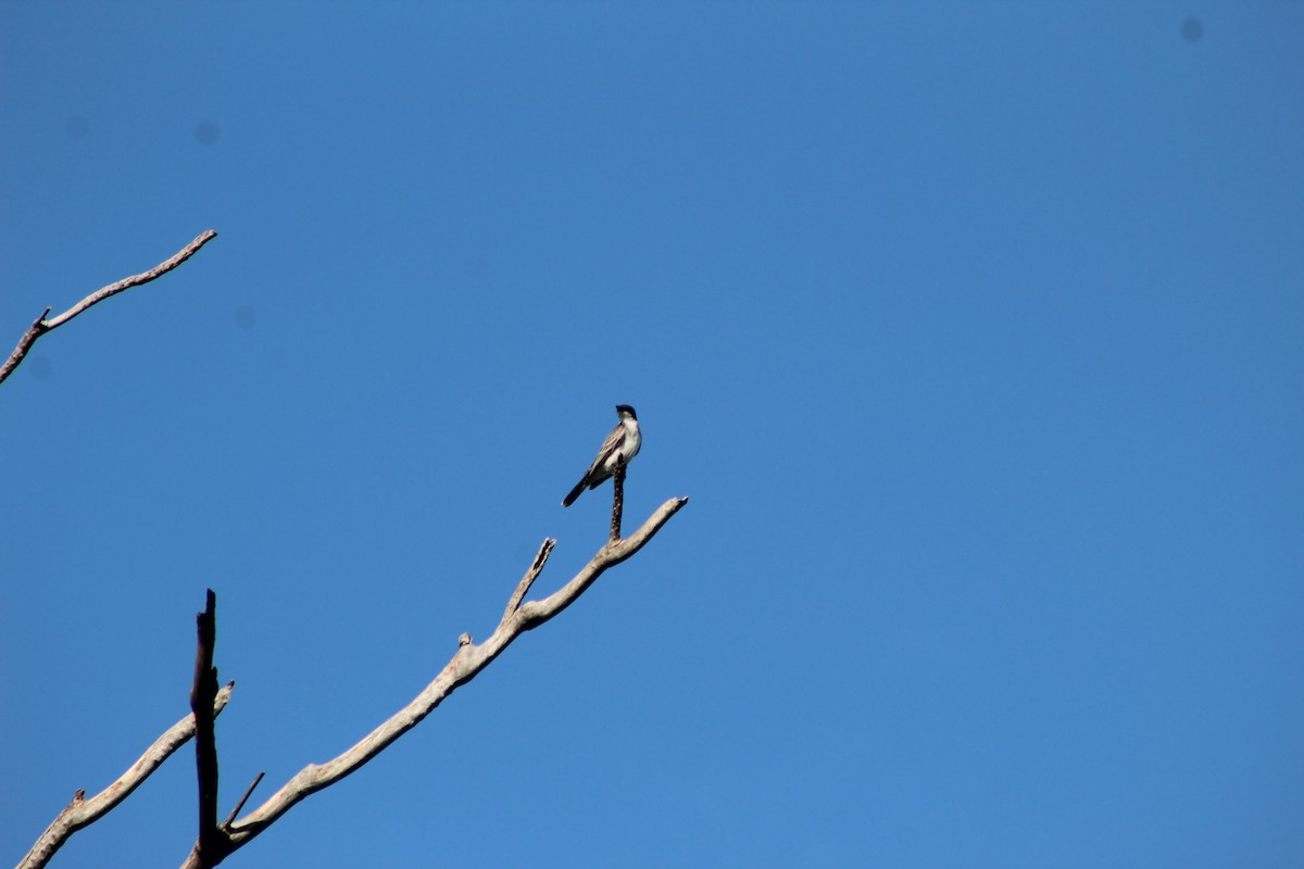 Eastern Kingbird - ML644096985