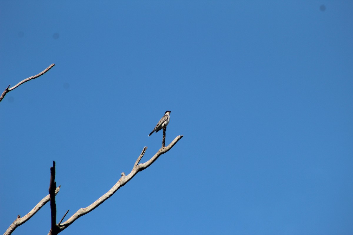 Eastern Kingbird - ML644096986