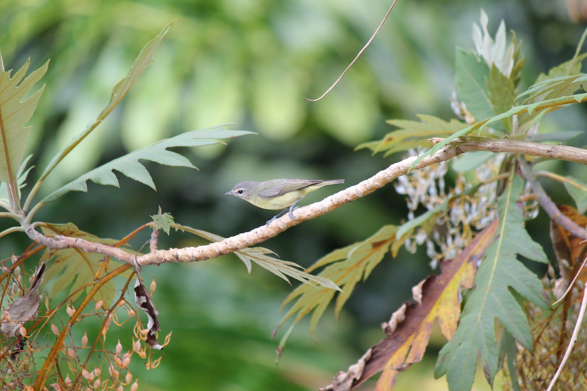 Philadelphia Vireo - ML644096987