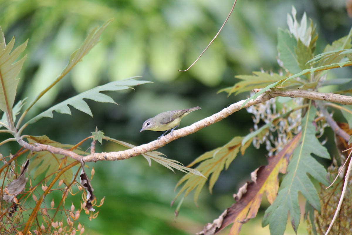 Philadelphia Vireo - ML644096988