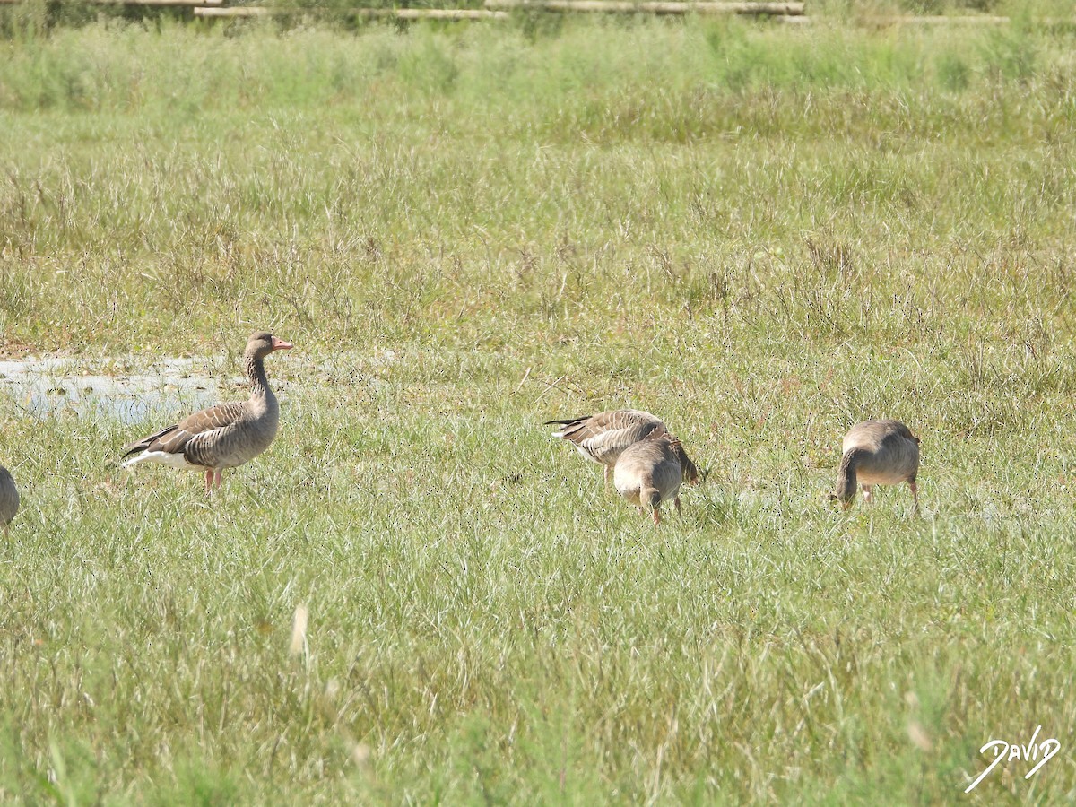 Graylag Goose - ML644097004