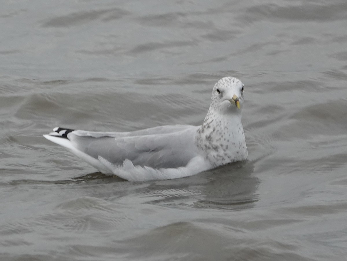 Ring-billed Gull - ML644097011