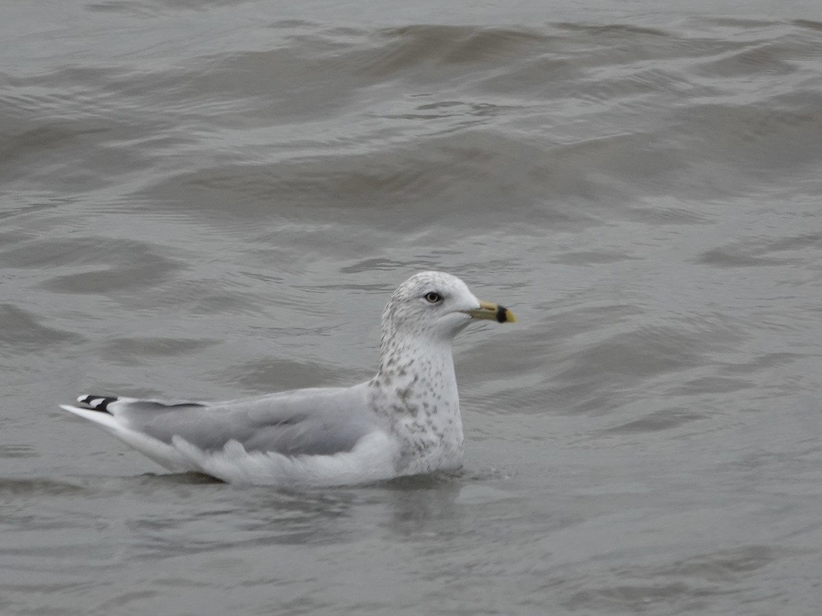 Ring-billed Gull - ML644097012