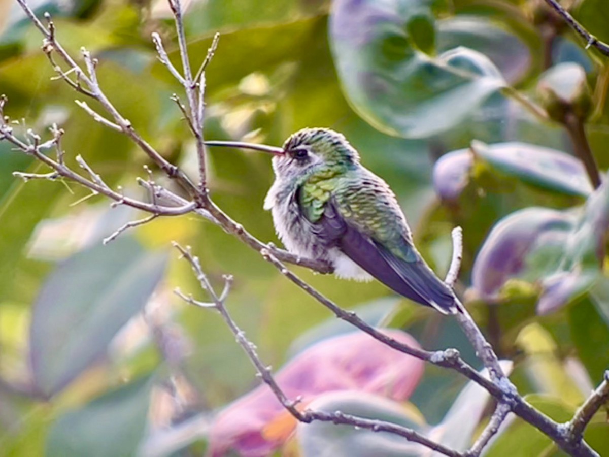 Broad-billed Hummingbird - ML644097013