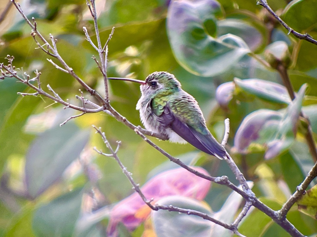 Broad-billed Hummingbird - ML644097014