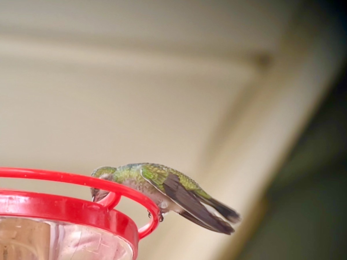 Broad-billed Hummingbird - ML644097015