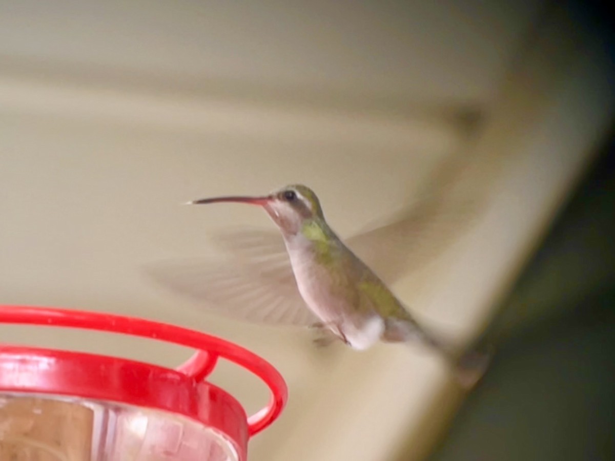 Broad-billed Hummingbird - ML644097016