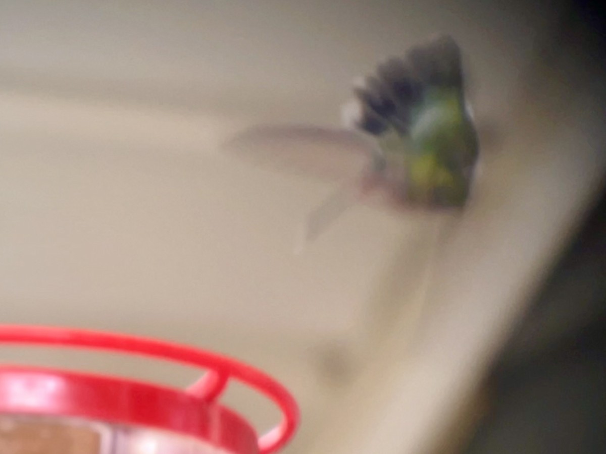 Broad-billed Hummingbird - ML644097017