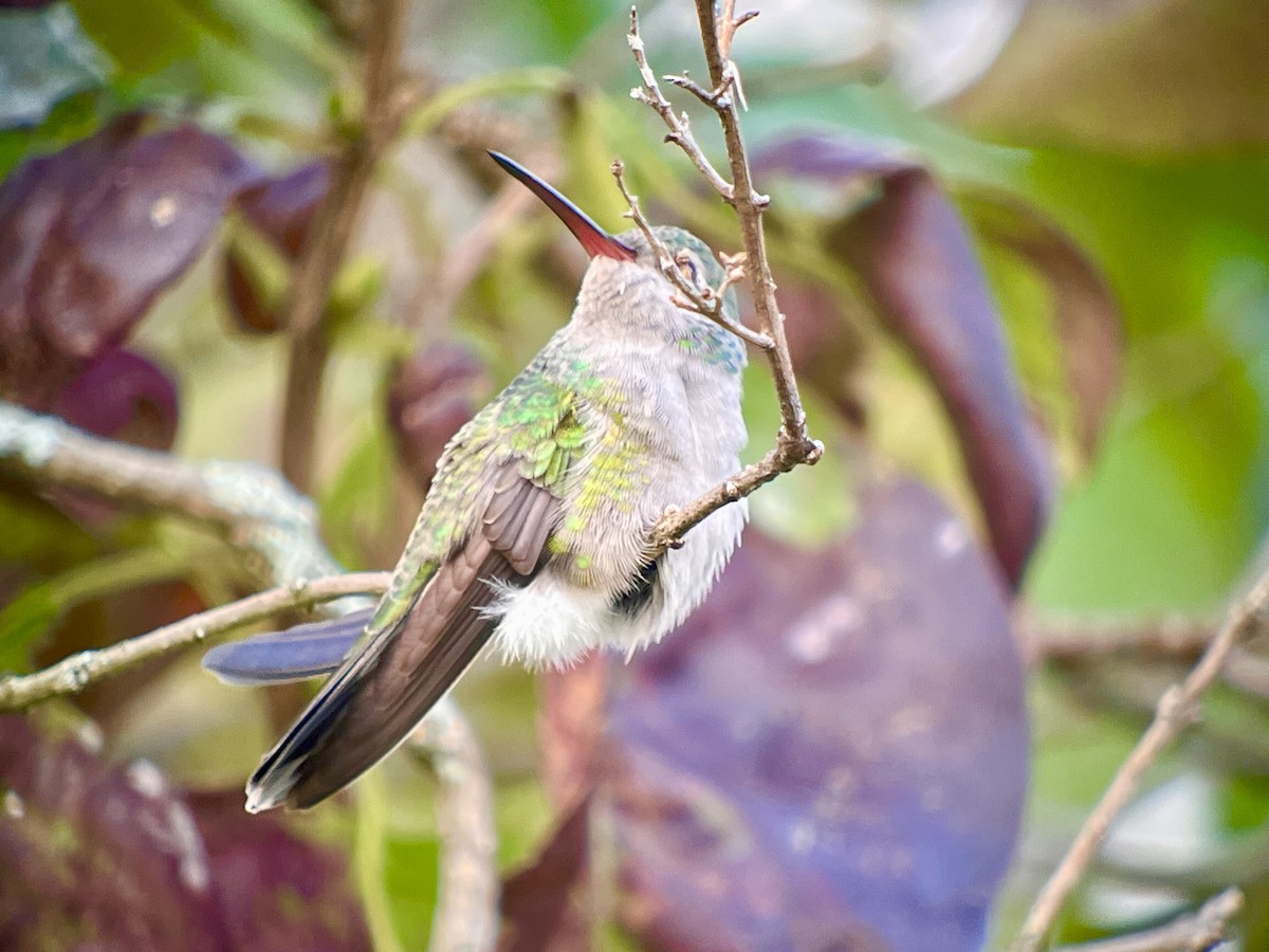 Broad-billed Hummingbird - ML644097018