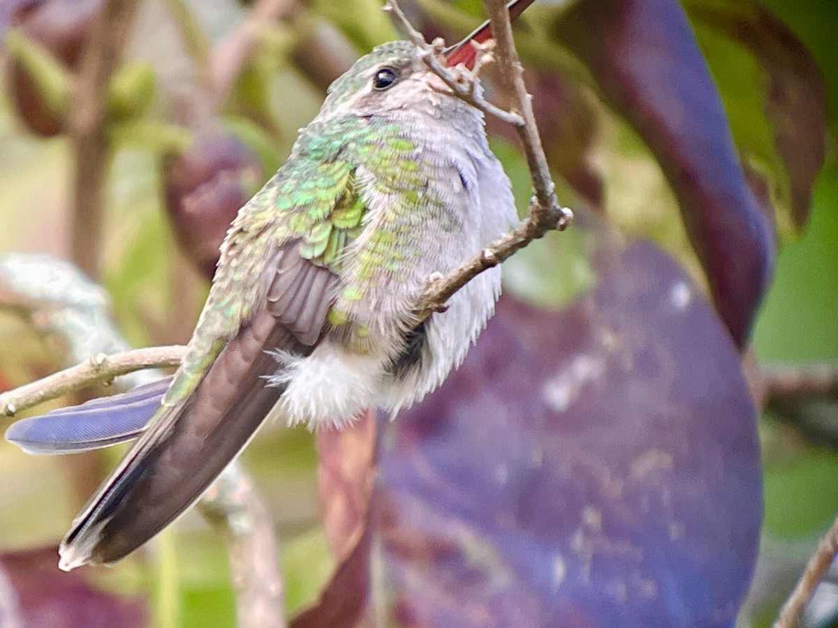 Broad-billed Hummingbird - ML644097019