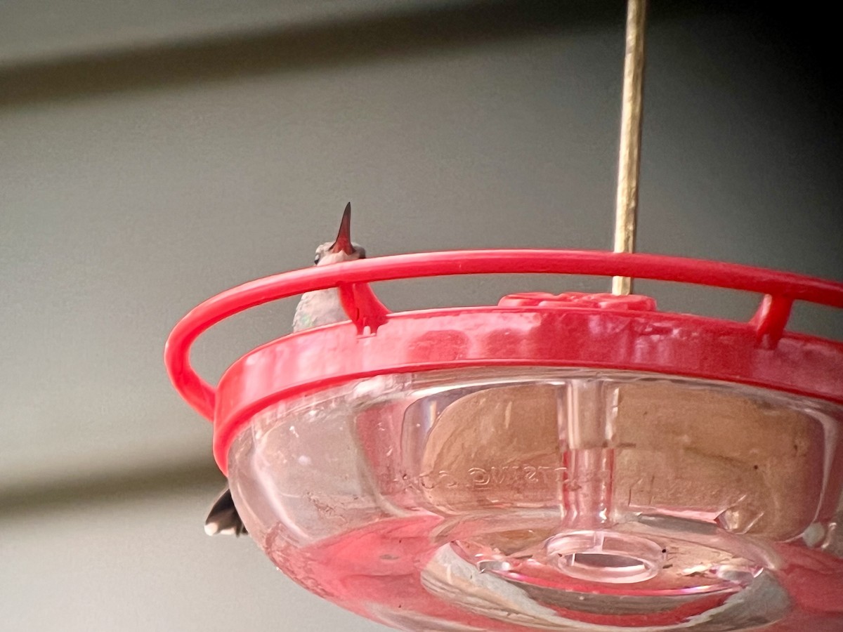 Broad-billed Hummingbird - ML644097020