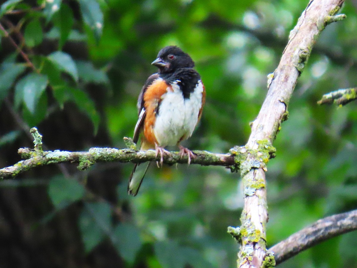 Eastern Towhee - ML644097024