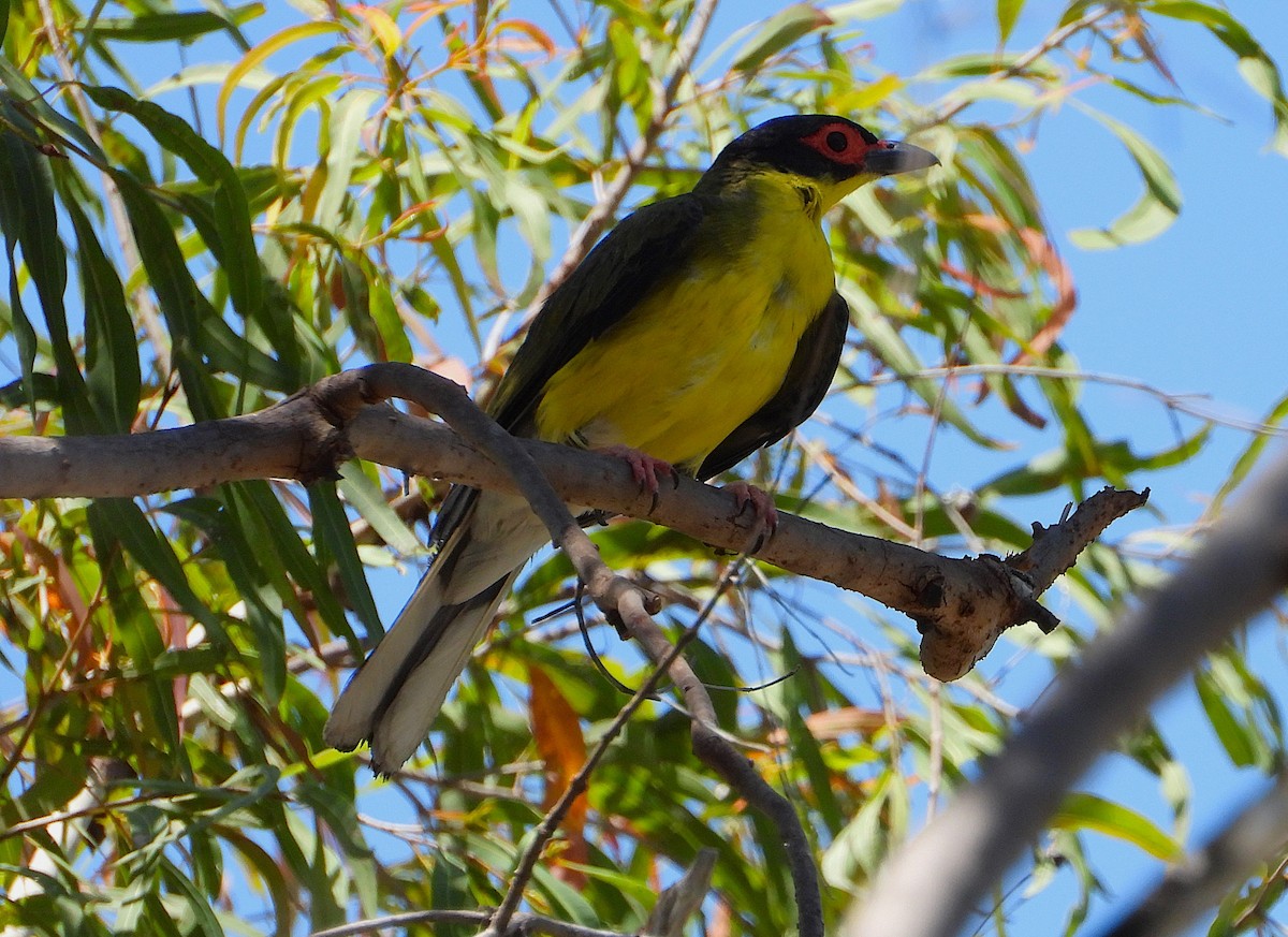Australasian Figbird - ML644097026