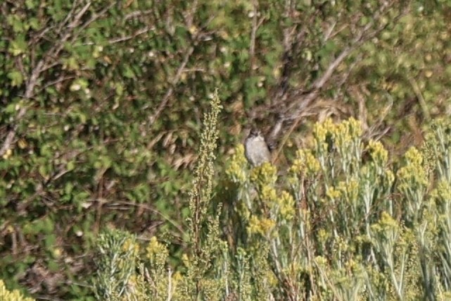 Brewer's Sparrow - ML644097028