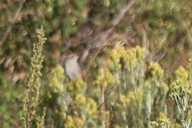 Brewer's Sparrow - ML644097029