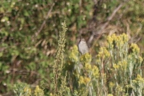 Brewer's Sparrow - ML644097030