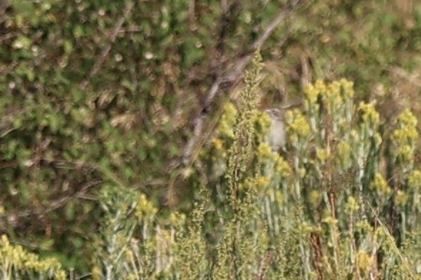Brewer's Sparrow - ML644097031