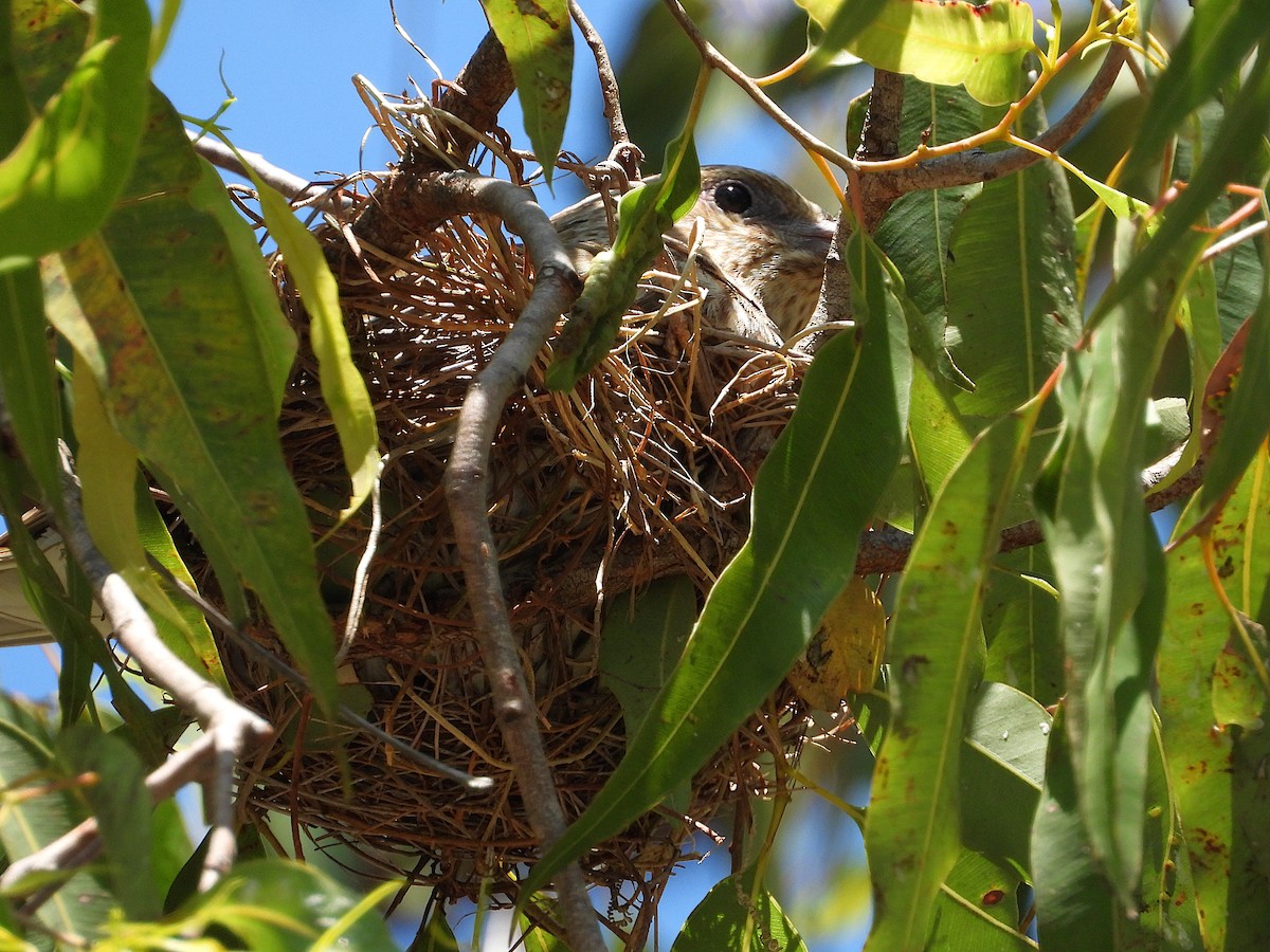 Australasian Figbird - ML644097036