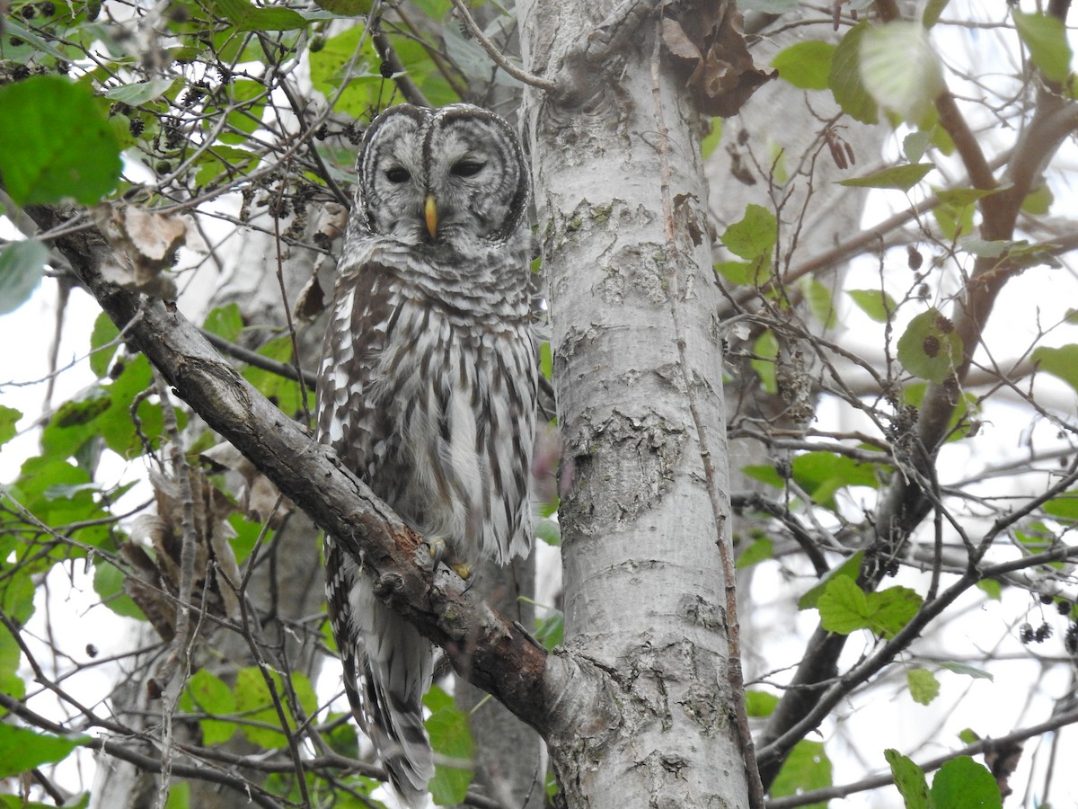 Barred Owl - ML644097041