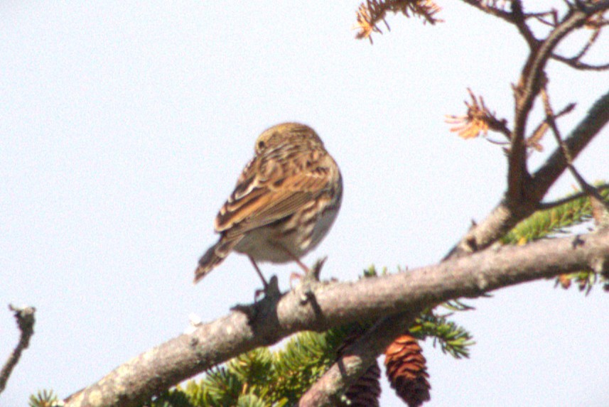 稀樹草鵐 - ML644097047