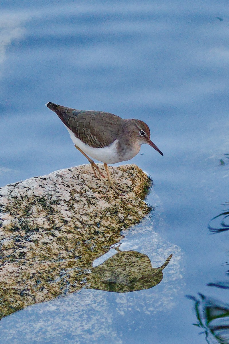 Spotted Sandpiper - ML644097049