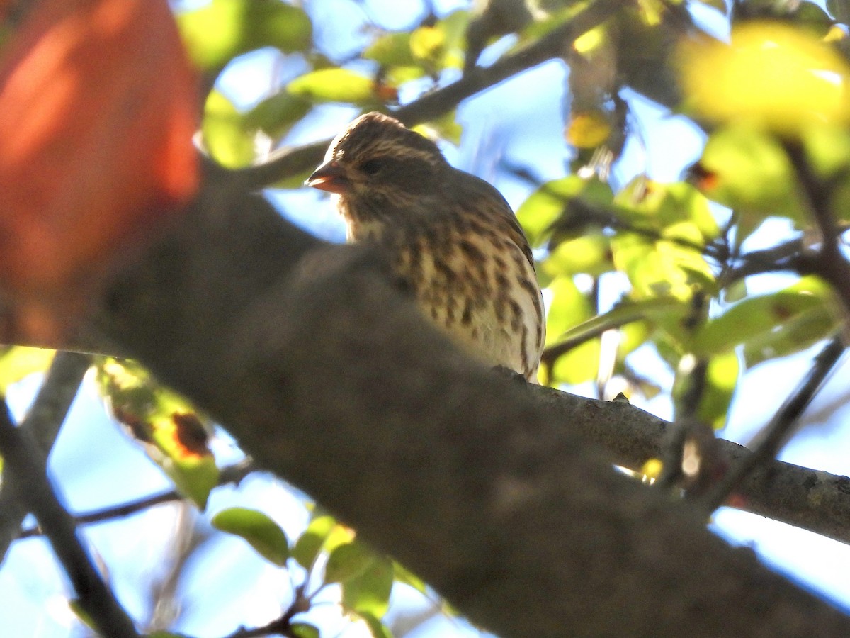 Purple Finch - ML644097063