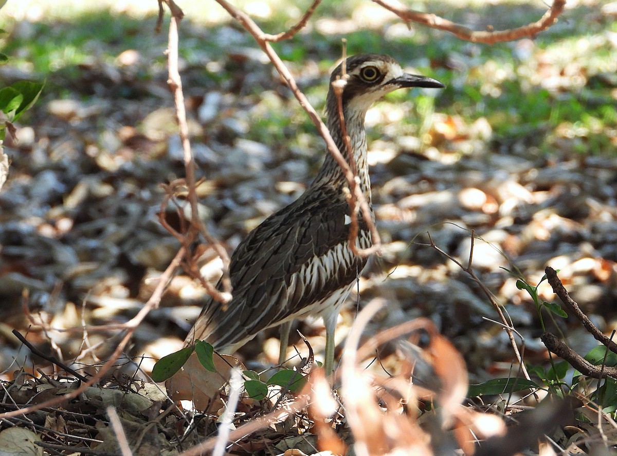 Bush Thick-knee - ML644097065