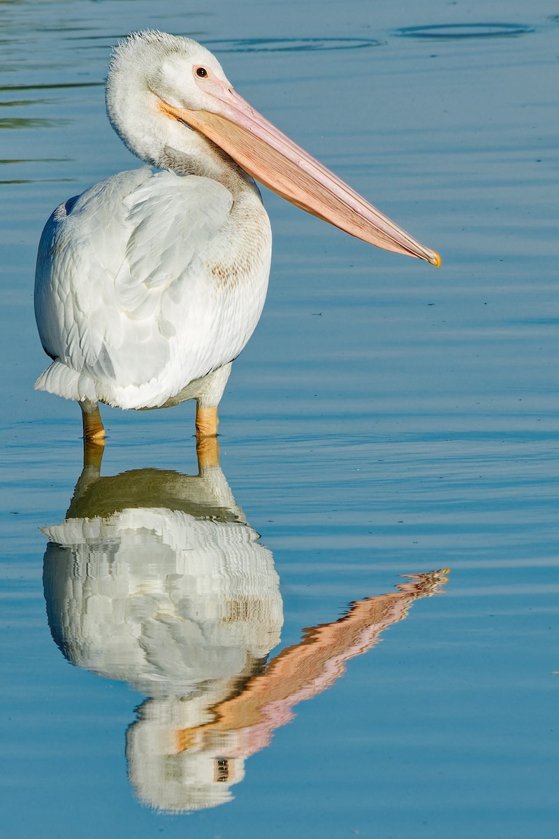 American White Pelican - ML644097066