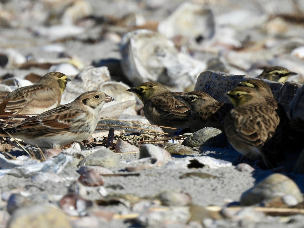 Lapland Longspur - ML644097067