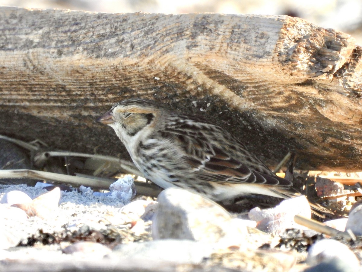 Lapland Longspur - ML644097068