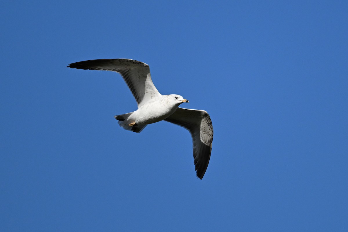 Ring-billed Gull - ML644097070
