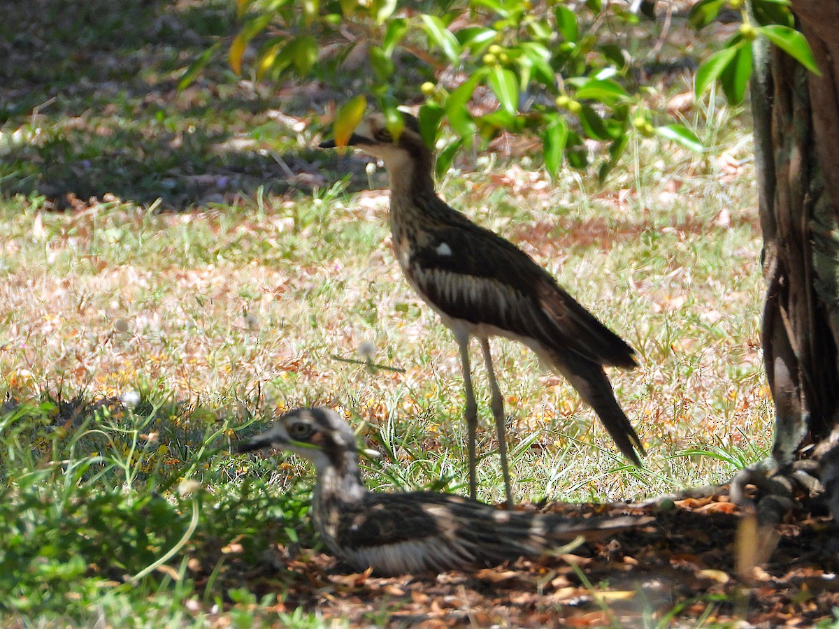 Bush Thick-knee - ML644097072