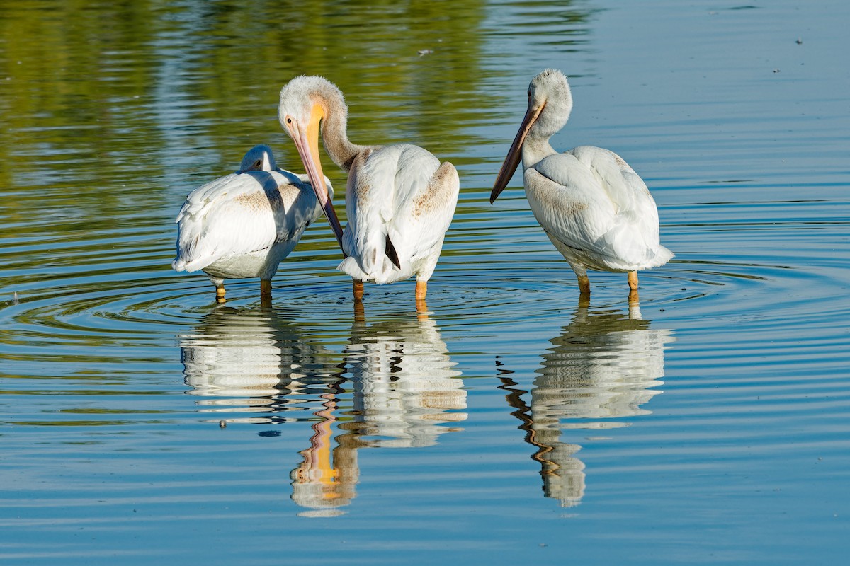 American White Pelican - ML644097073