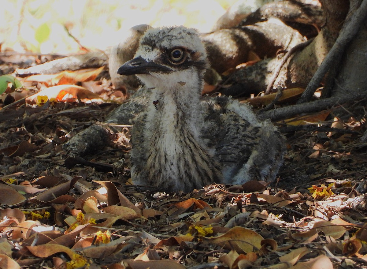 Bush Thick-knee - ML644097074