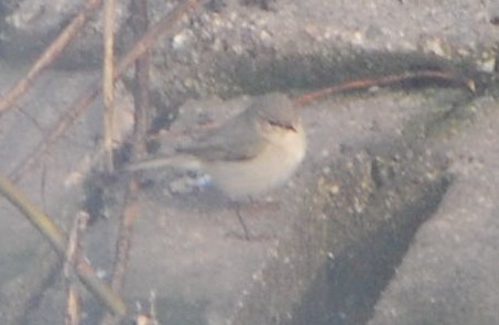 Txio arrunta (tristis) - ML644097086
