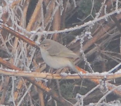 Txio arrunta (tristis) - ML644097087
