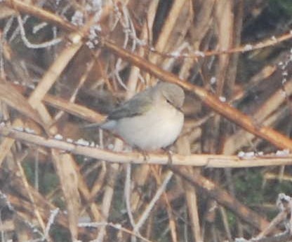 Txio arrunta (tristis) - ML644097088