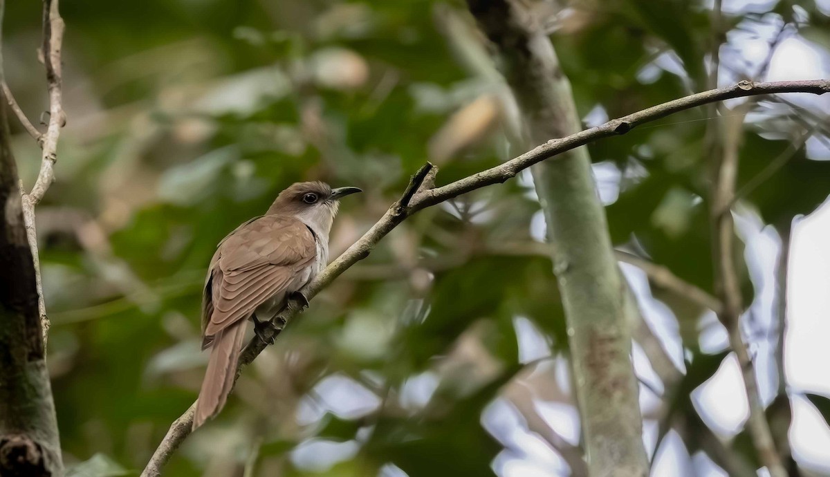 קוקיה שחורת-מקור - ML644097089
