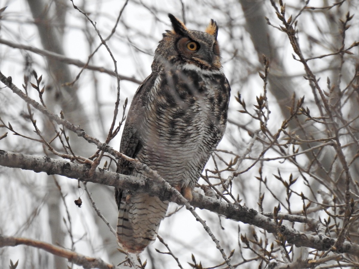 Great Horned Owl - ML644097091