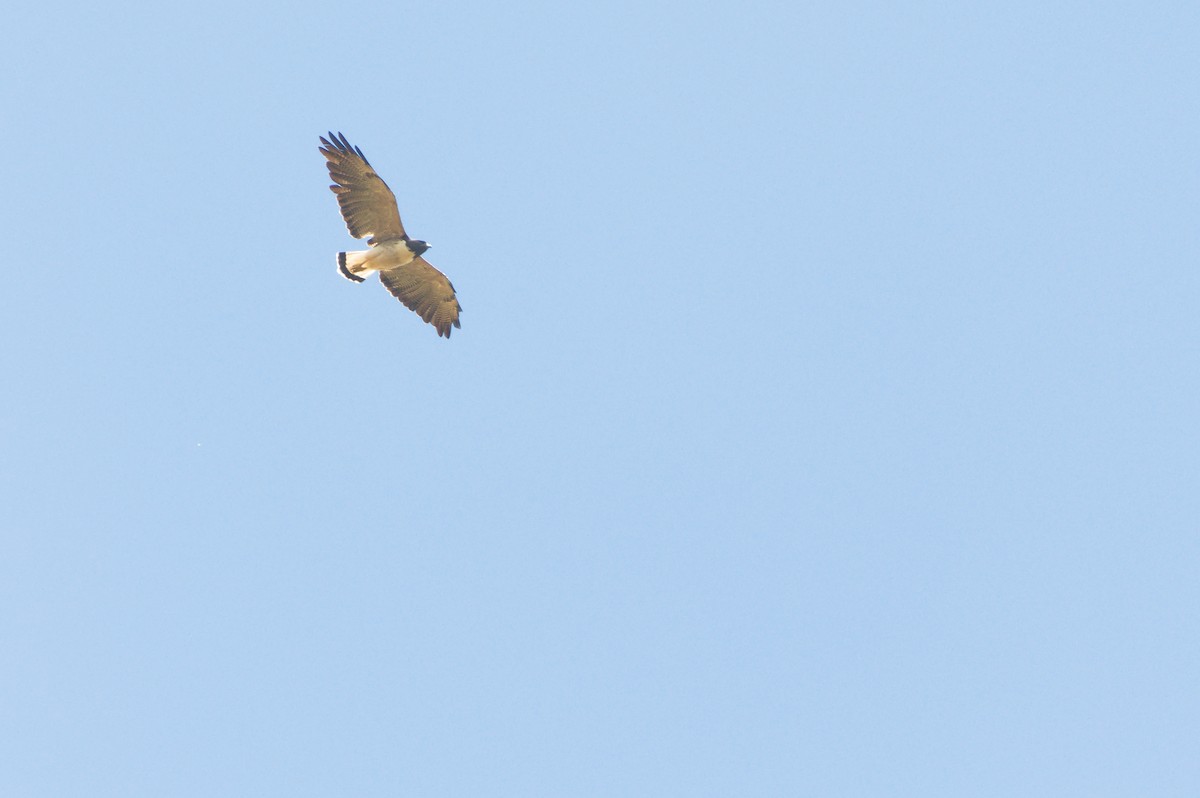 White-tailed Hawk - ML644097093