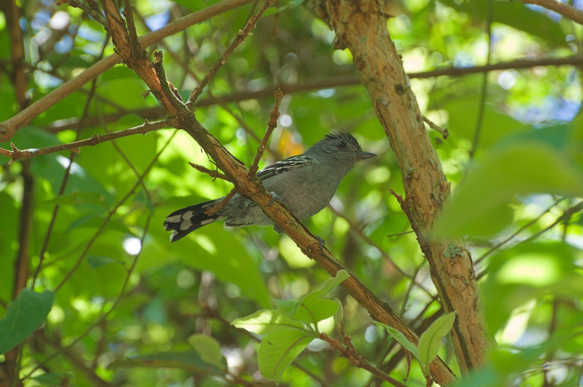 Variable Antshrike - ML644097105