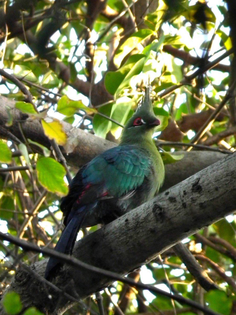 Schalow's Turaco - ML644097121