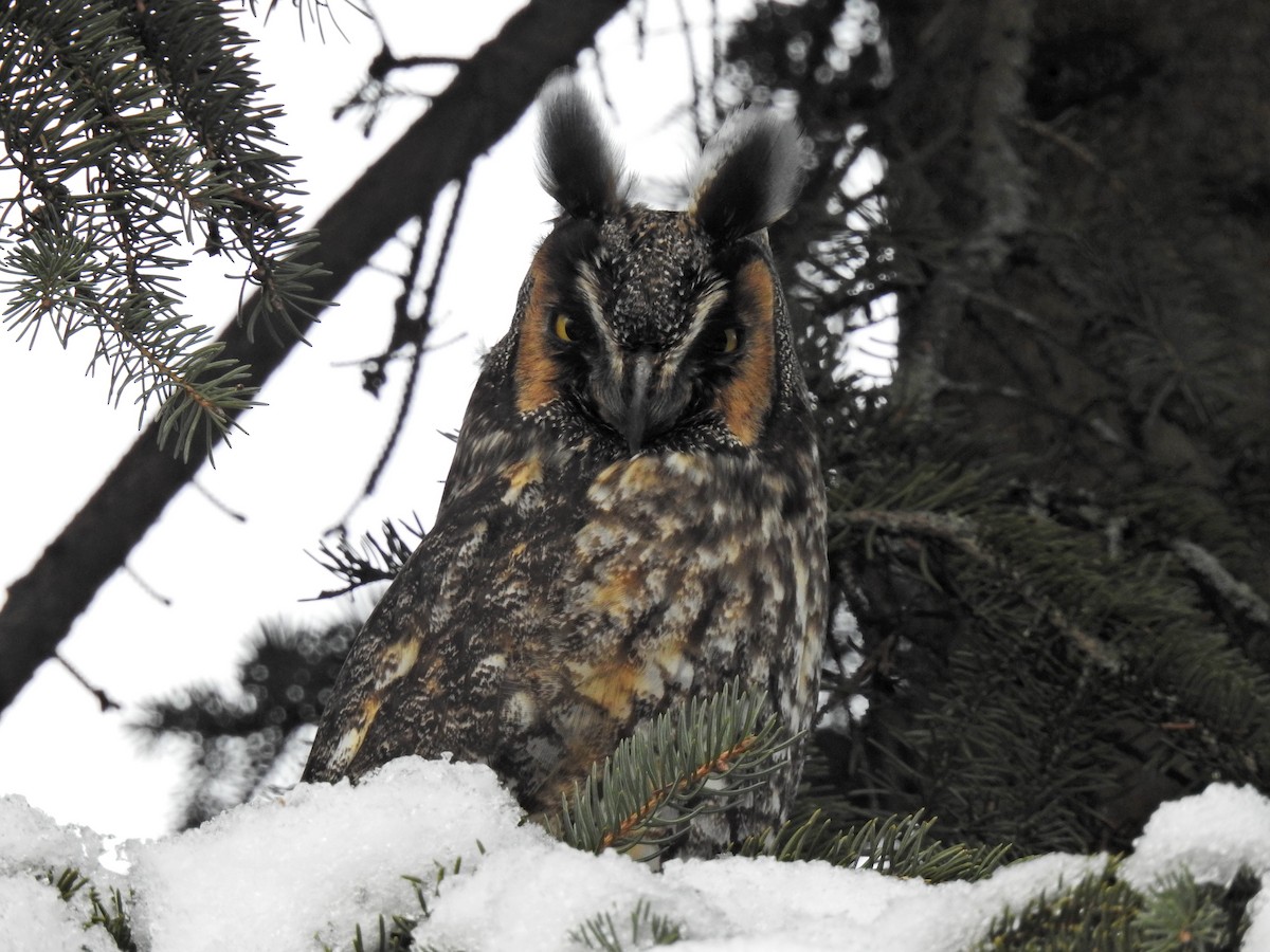 Long-eared Owl - ML644097127