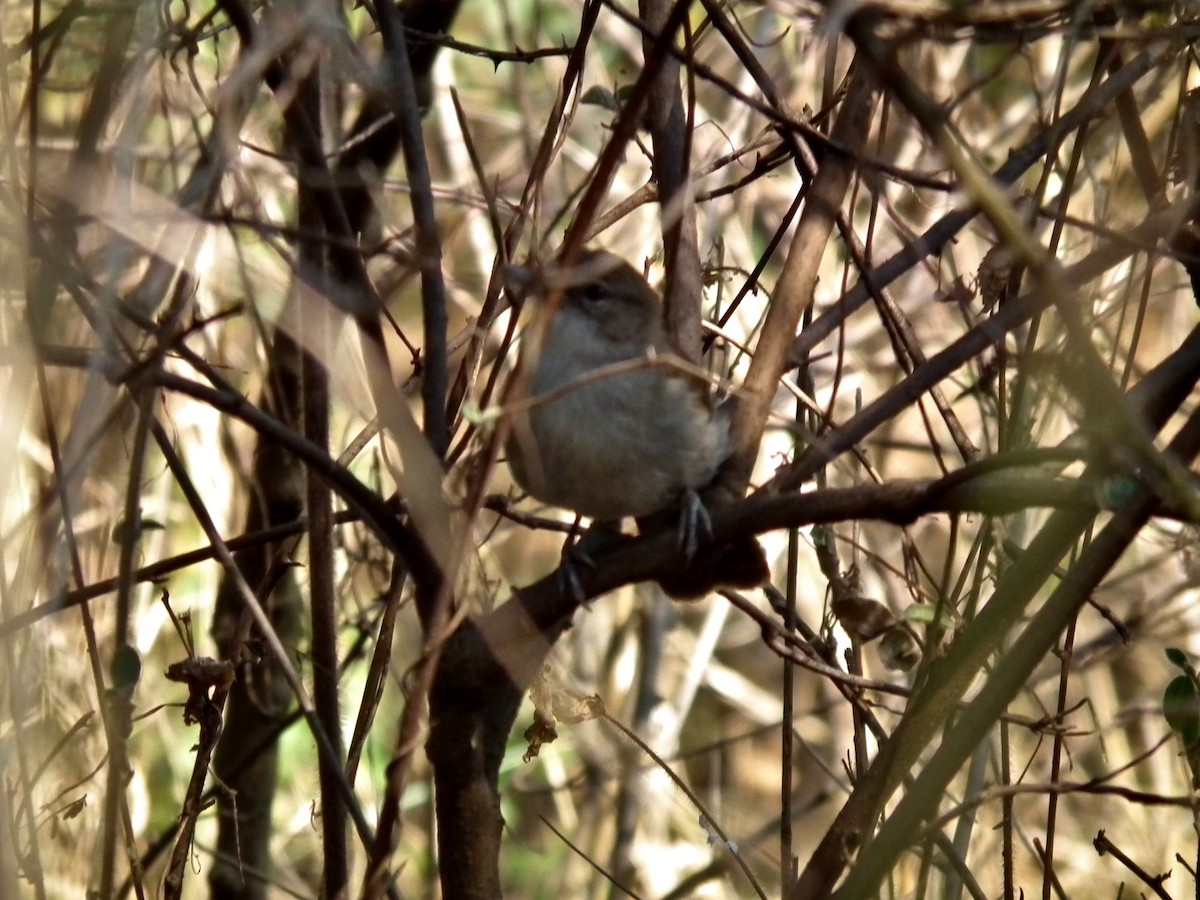 Terrestrial Brownbul - ML644097130