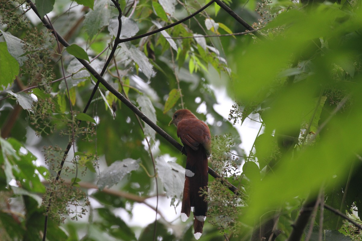 Common Squirrel-Cuckoo - ML644097139