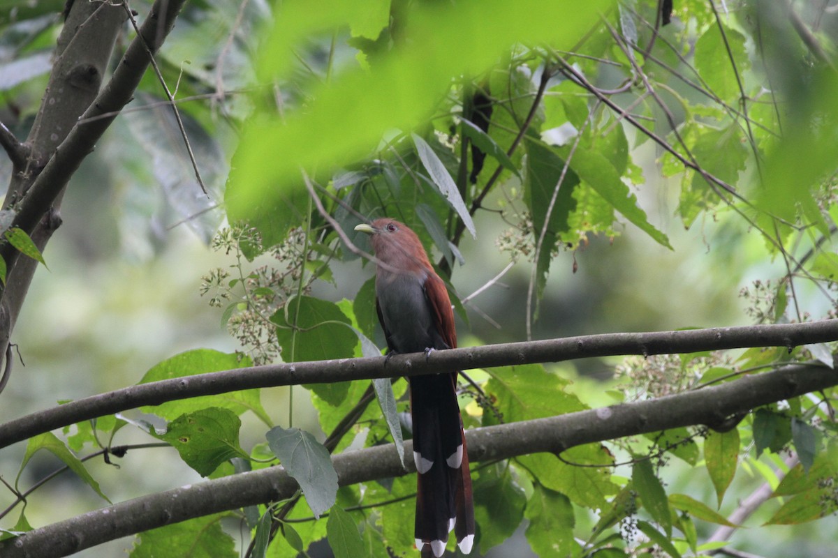 Common Squirrel-Cuckoo - ML644097140