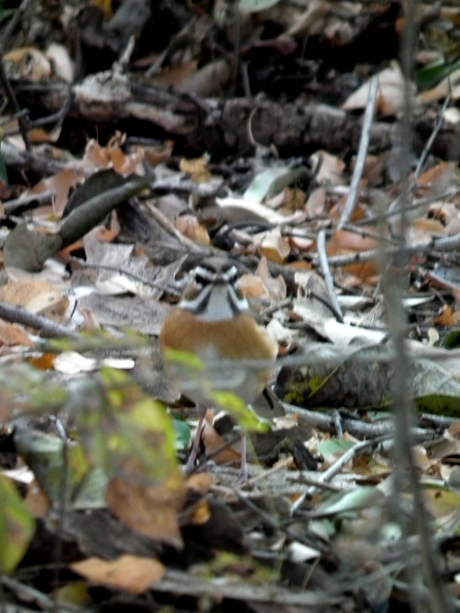 Bearded Scrub-Robin - ML644097141