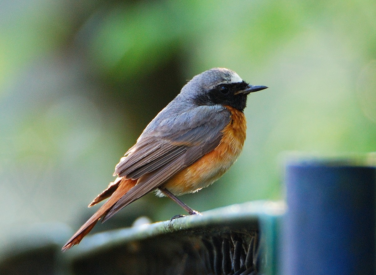 Buztangorri argia - ML644097142
