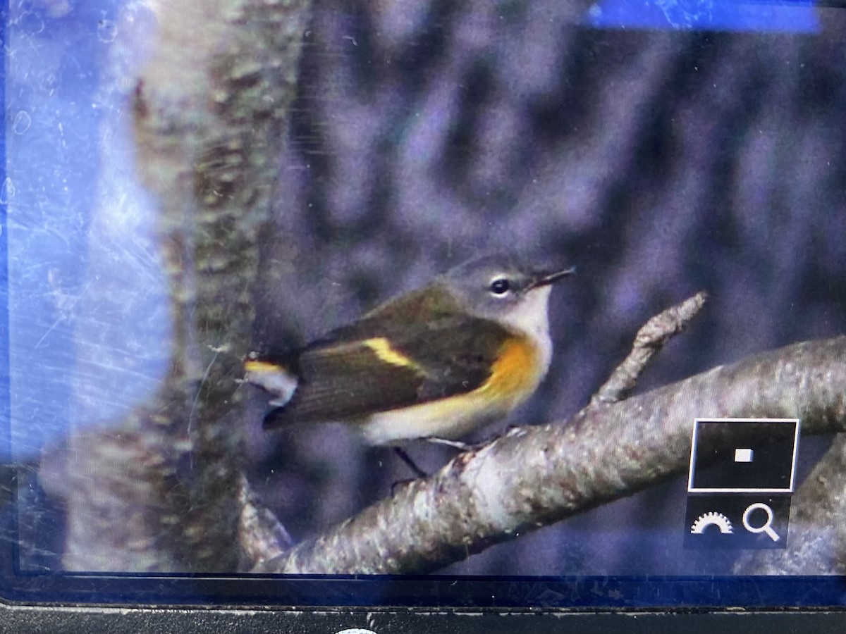 American Redstart - ML644097146