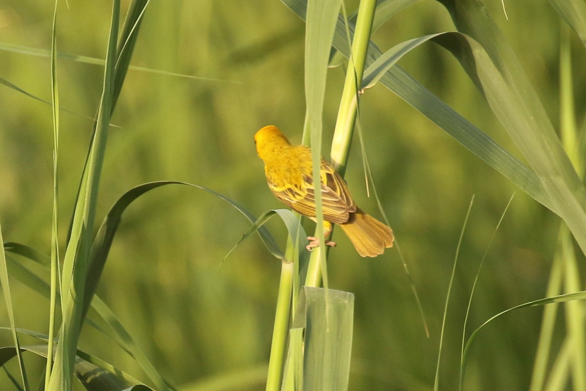 Rüppell's Weaver - ML644097165